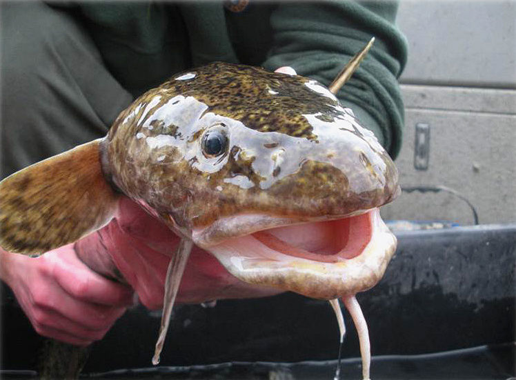 Burbot